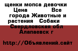 щенки мопса девочки › Цена ­ 25 000 - Все города Животные и растения » Собаки   . Свердловская обл.,Алапаевск г.